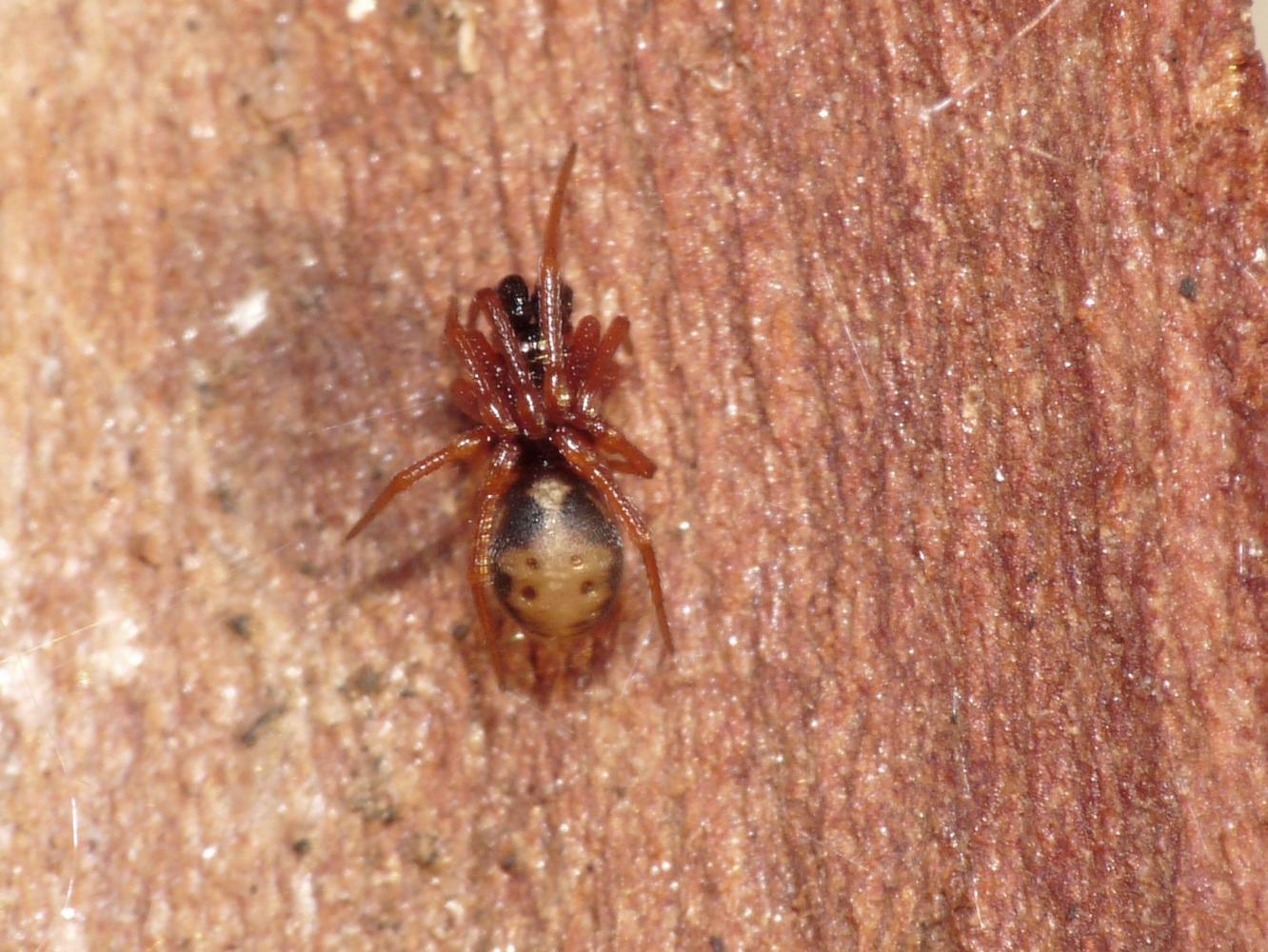 Piccolo Theridiidae - Ostia nord (RM)